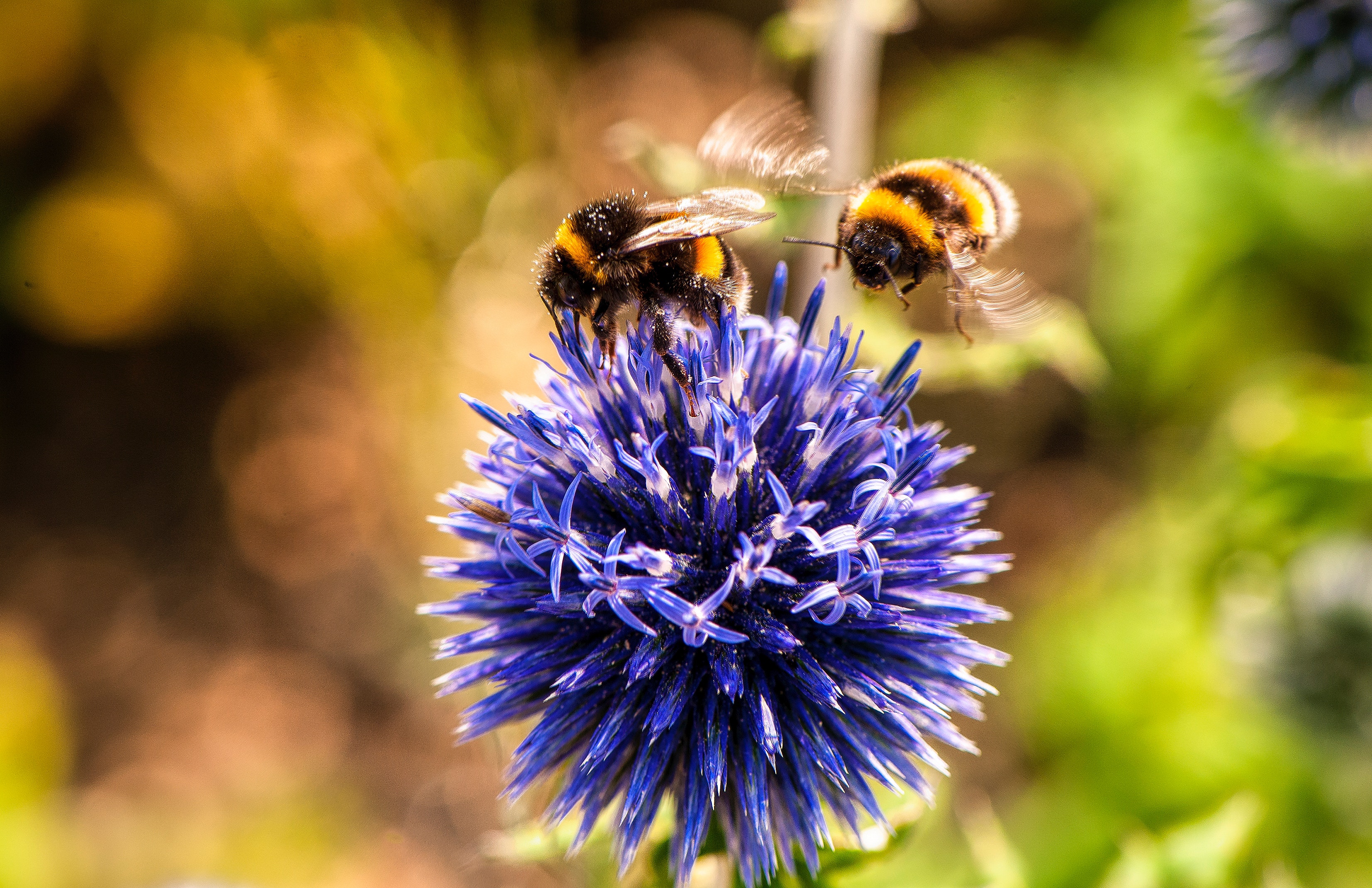 What's Buzzing with the Bees?